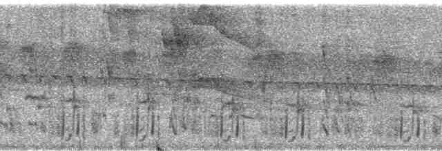 Колібрі-шаблекрил юкатанський (підвид pampa) - ML6123