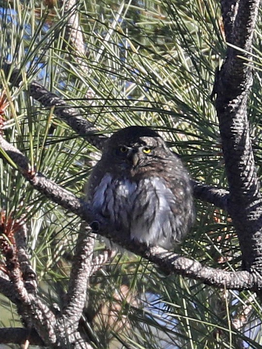 Northern Pygmy-Owl - ML612300304