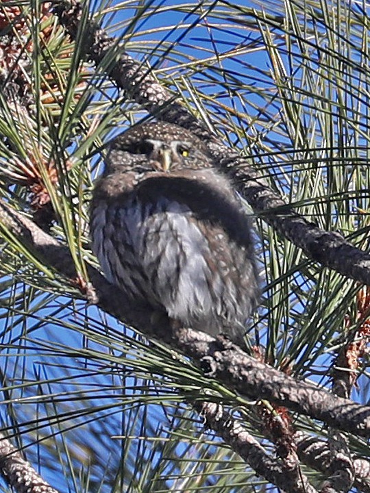 Northern Pygmy-Owl - ML612300306