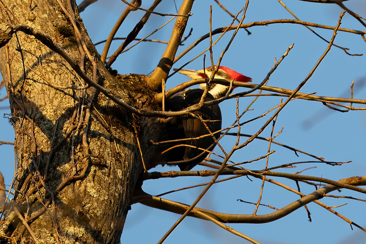 Pileated Woodpecker - ML612300364