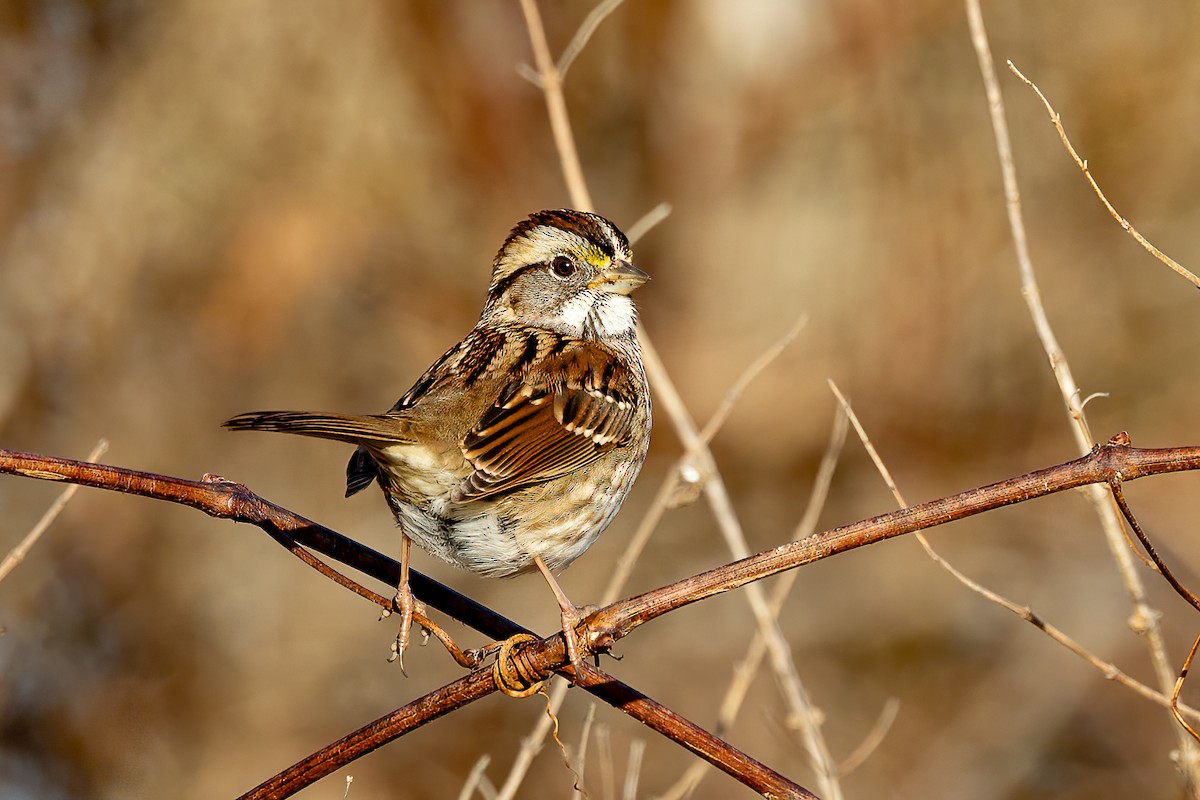 White-throated Sparrow - ML612300413