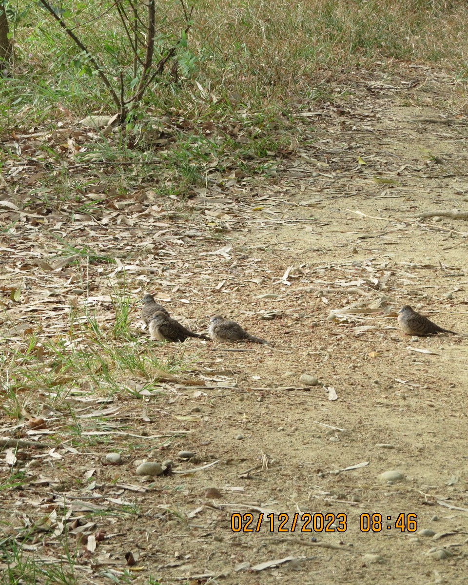Spotted Dove - ML612300811