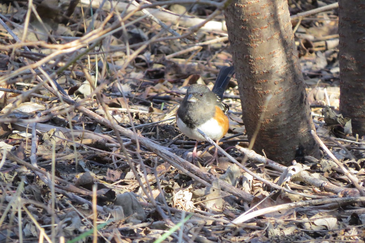 Spotted Towhee - ML612300826