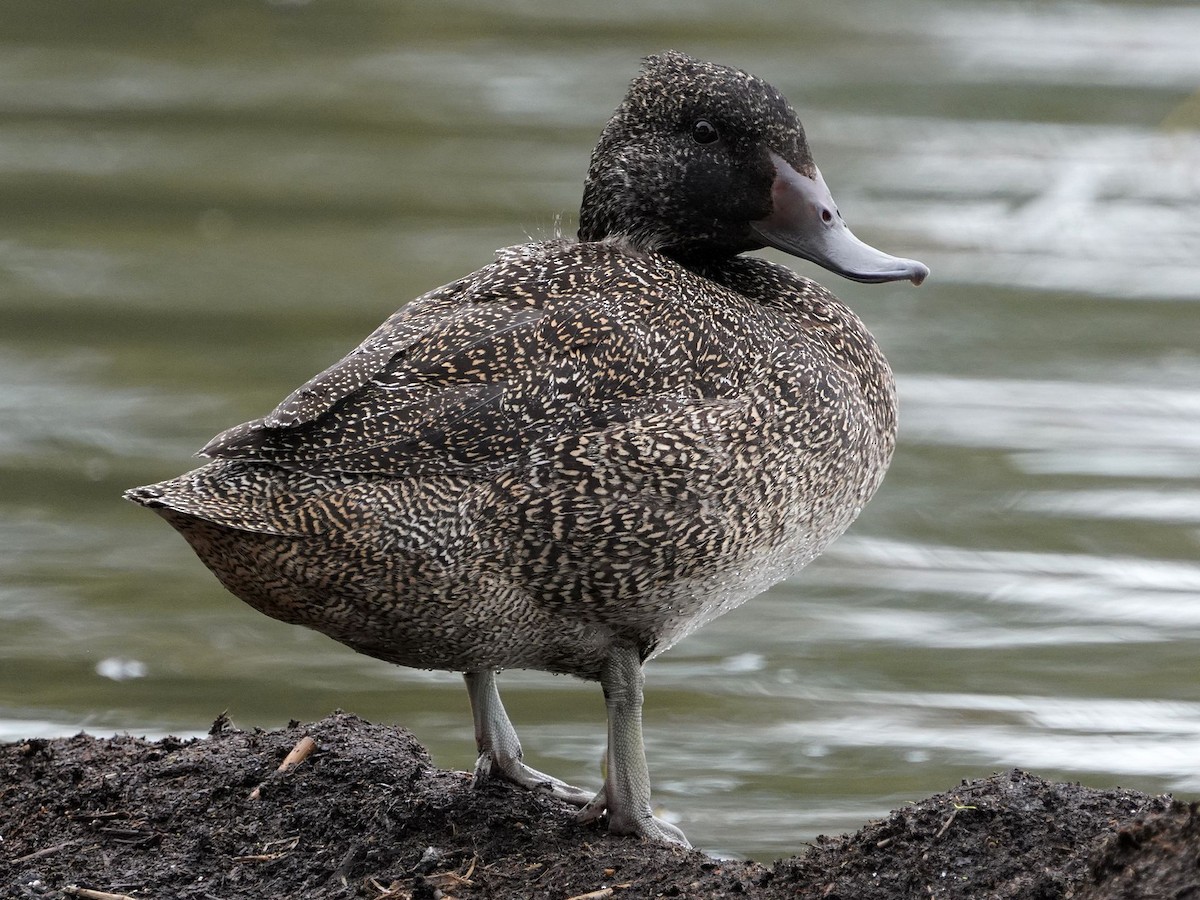 Freckled Duck - ML612300913