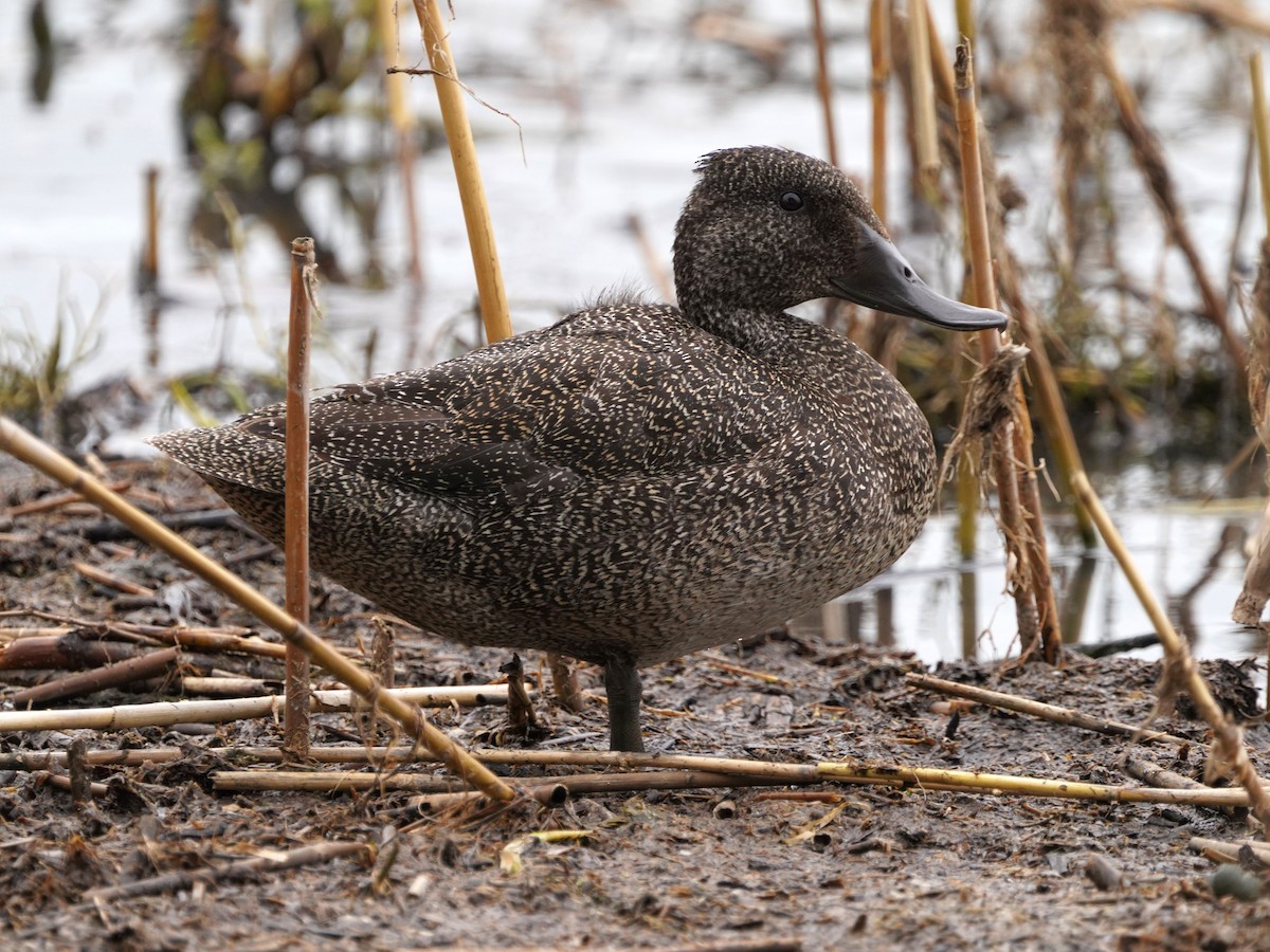Freckled Duck - ML612300914