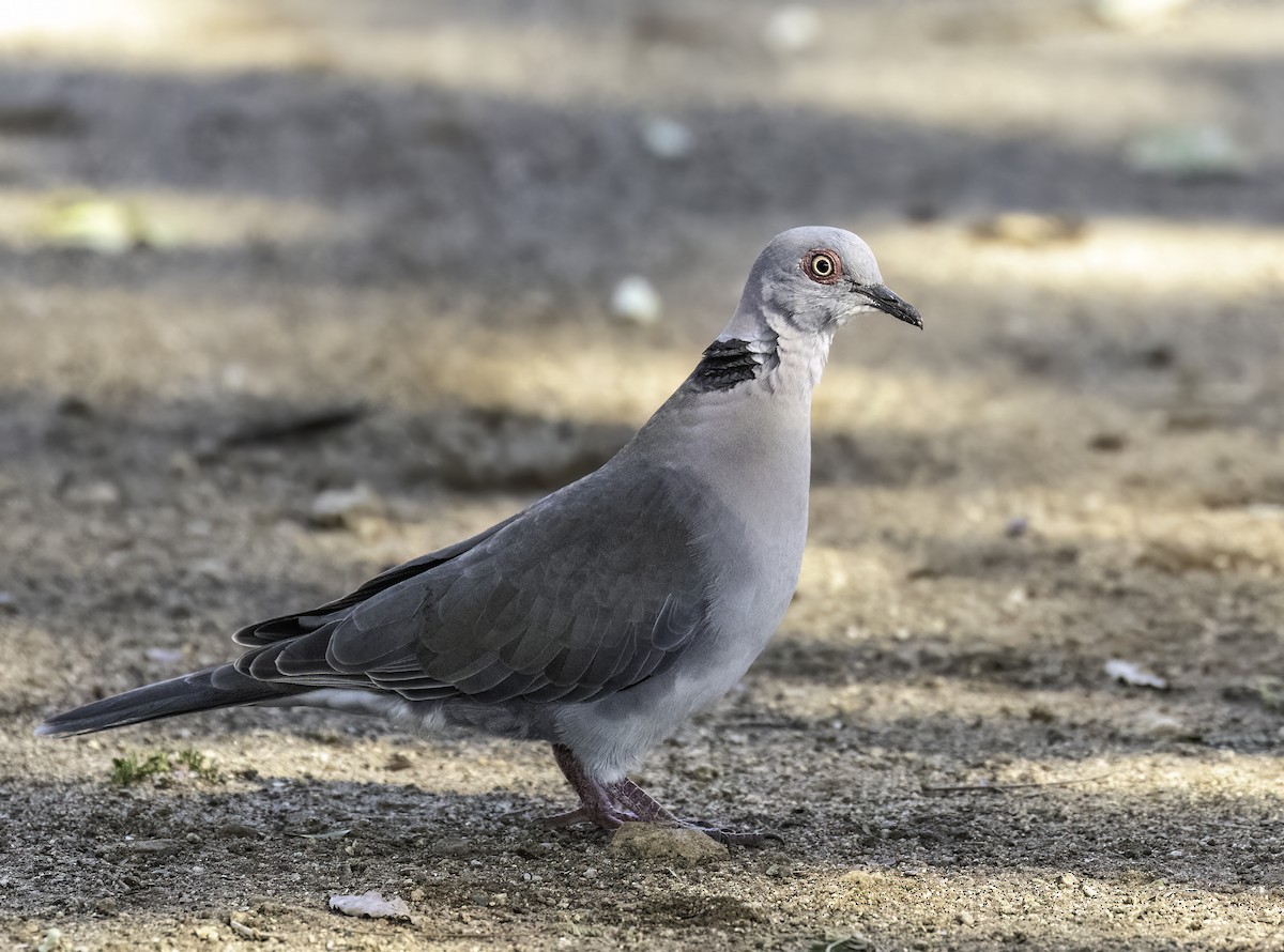 Mourning Collared-Dove - ML612301540