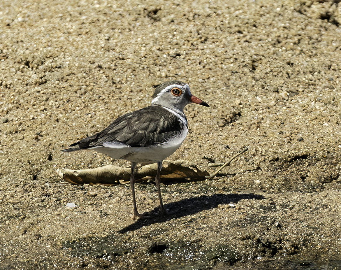Three-banded Plover - ML612301548