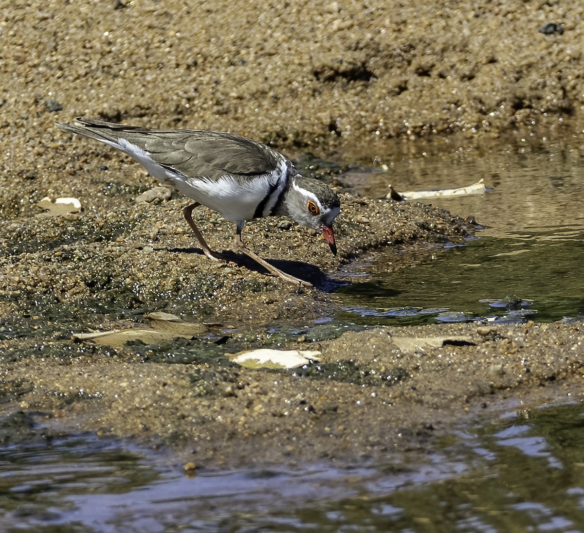 Three-banded Plover - ML612301563