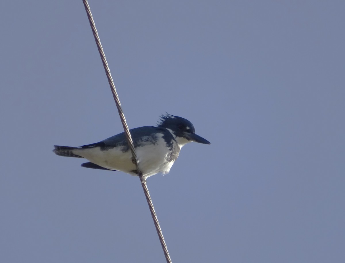 Belted Kingfisher - ML612301619