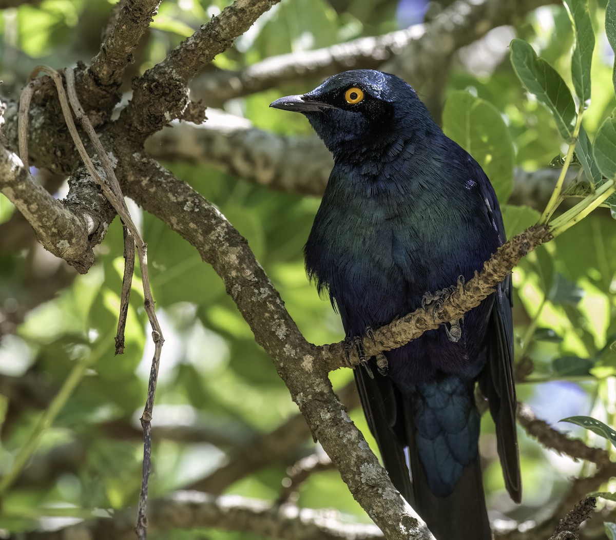 Greater Blue-eared Starling - ML612301626