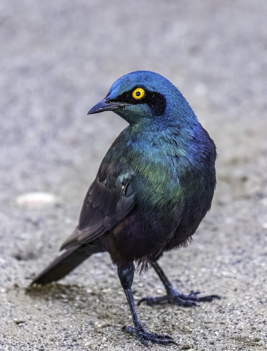 Greater Blue-eared Starling - Mel Senac