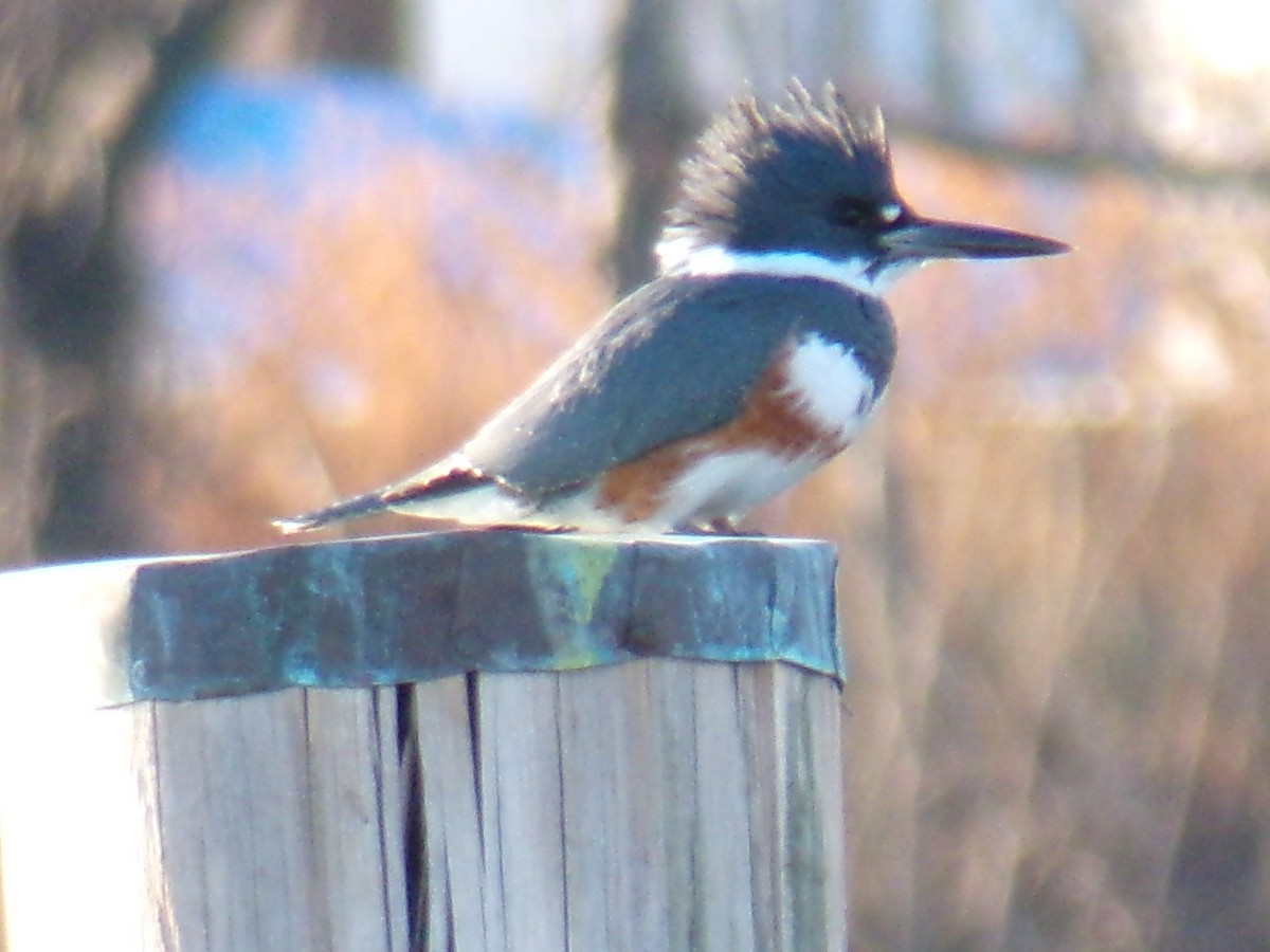 Belted Kingfisher - ML612301784
