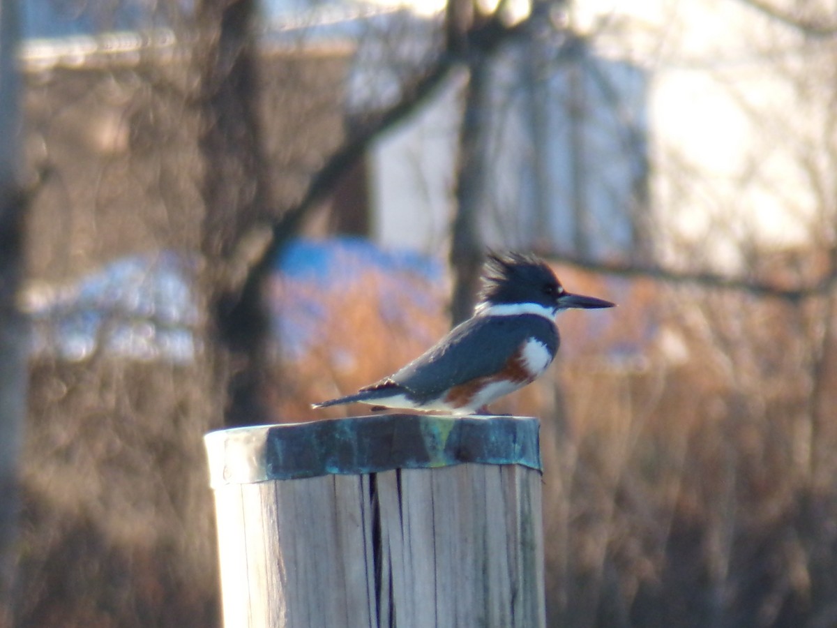 Belted Kingfisher - ML612301785