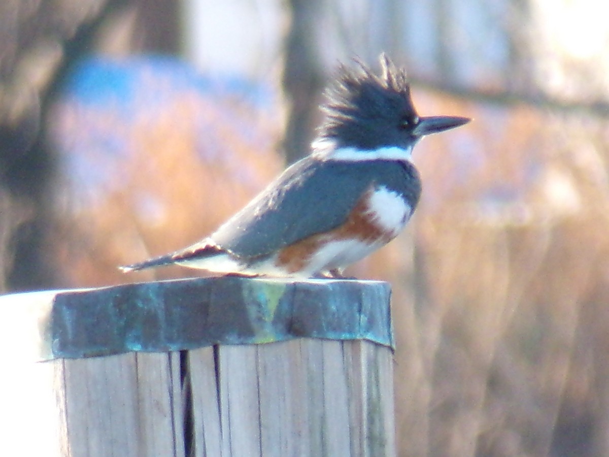 Belted Kingfisher - ML612301786