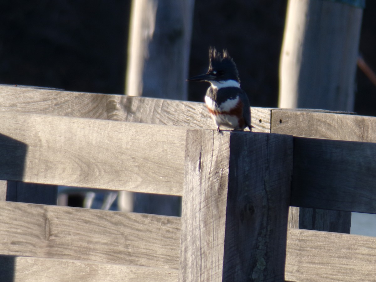 Belted Kingfisher - ML612301787