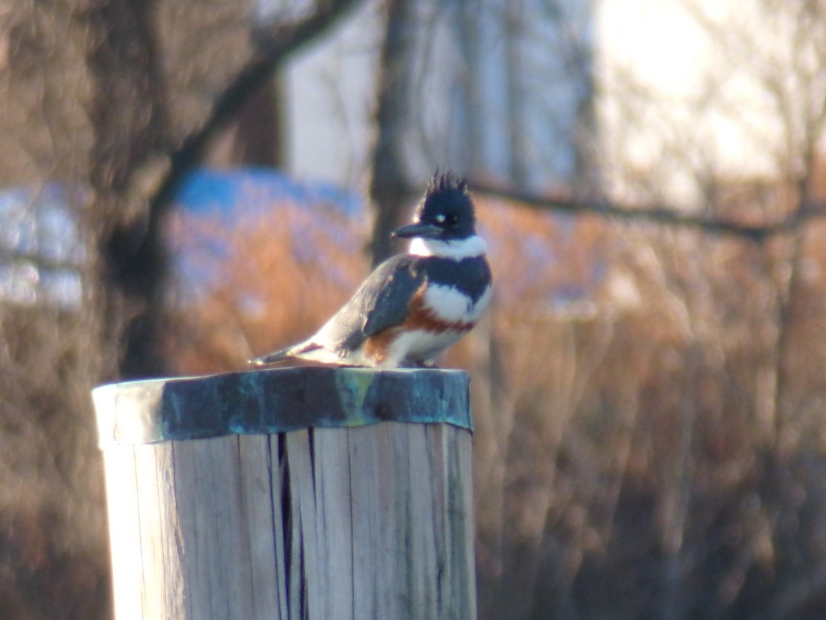 Belted Kingfisher - ML612301788