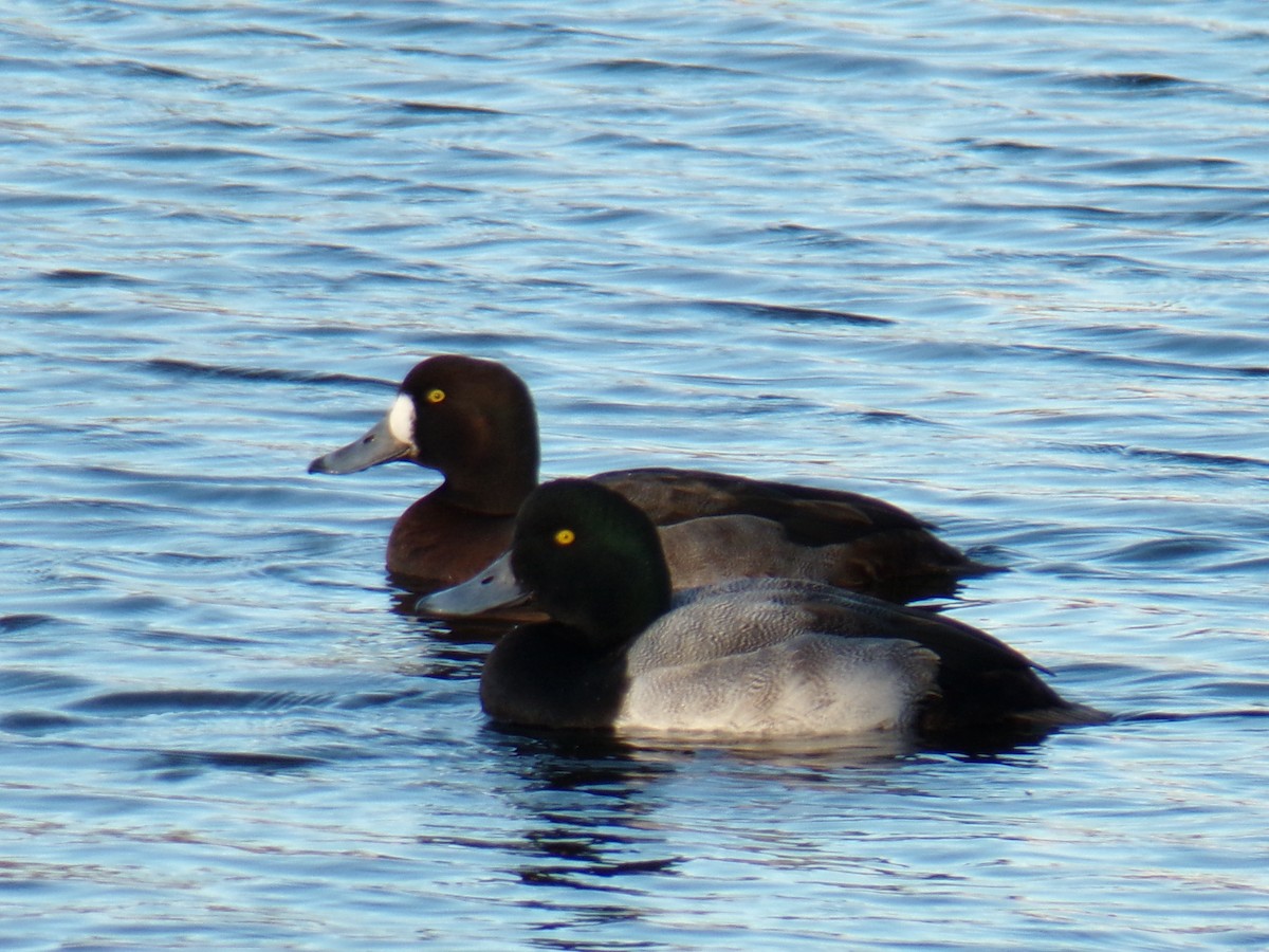 Greater Scaup - ML612301845