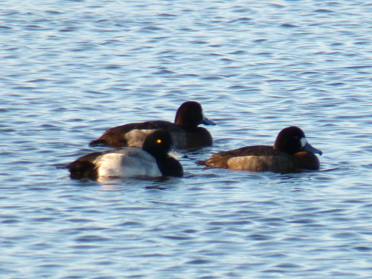 Greater Scaup - ML612301846
