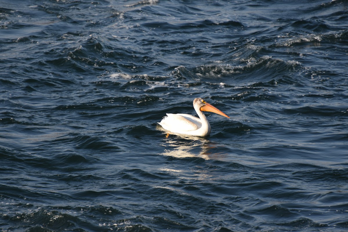pelikán severoamerický - ML612301966
