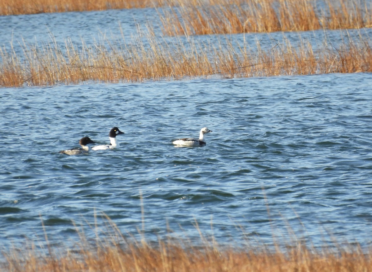 Long-tailed Duck - ML612302239