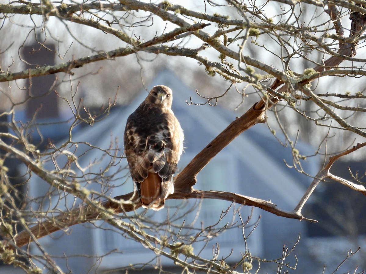Red-tailed Hawk - ML612302328