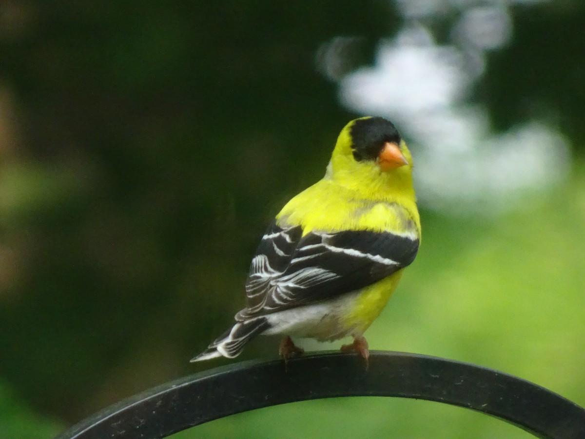 American Goldfinch - Linda Dafoe