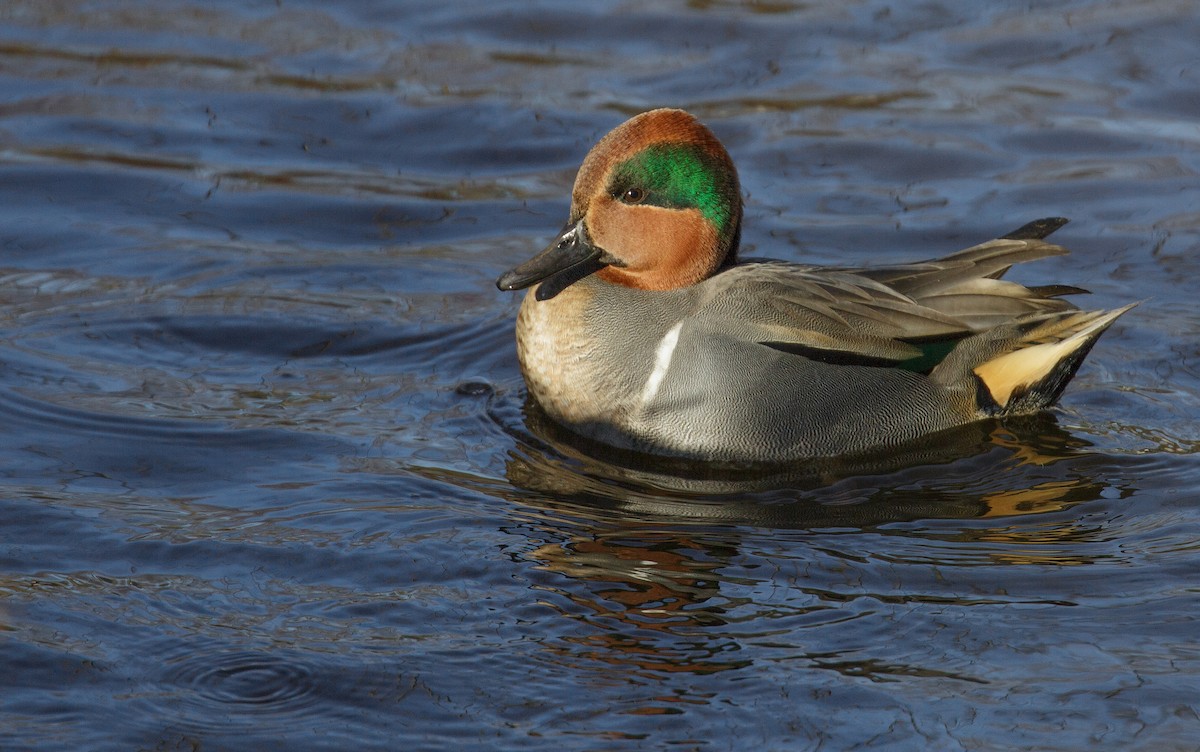 Green-winged Teal - ML612302748
