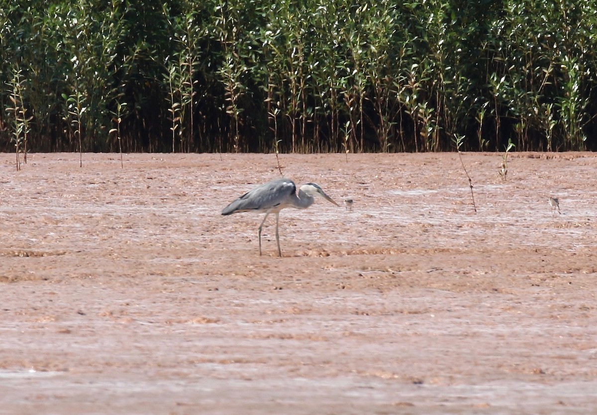 Gray Heron (Madagascar) - ML612302950
