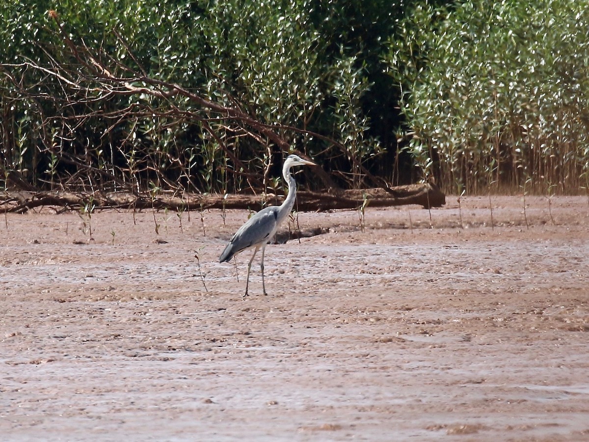 Gray Heron (Madagascar) - ML612302952
