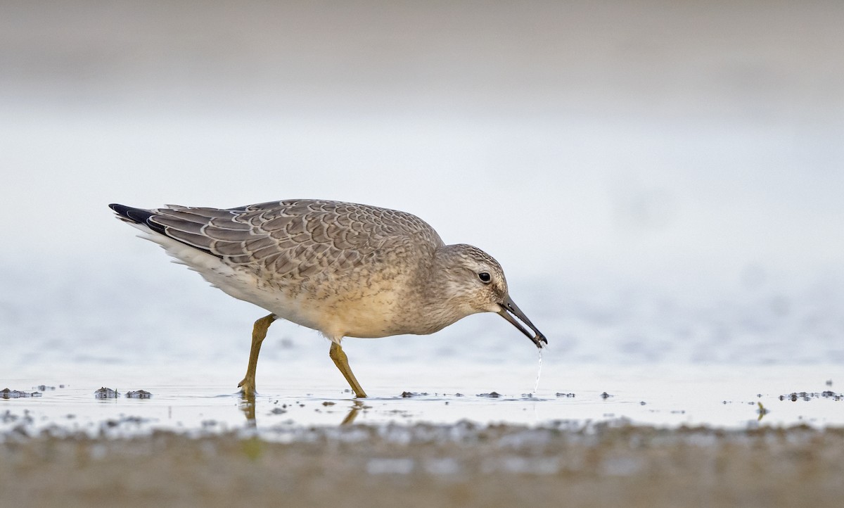Red Knot - ML612303005