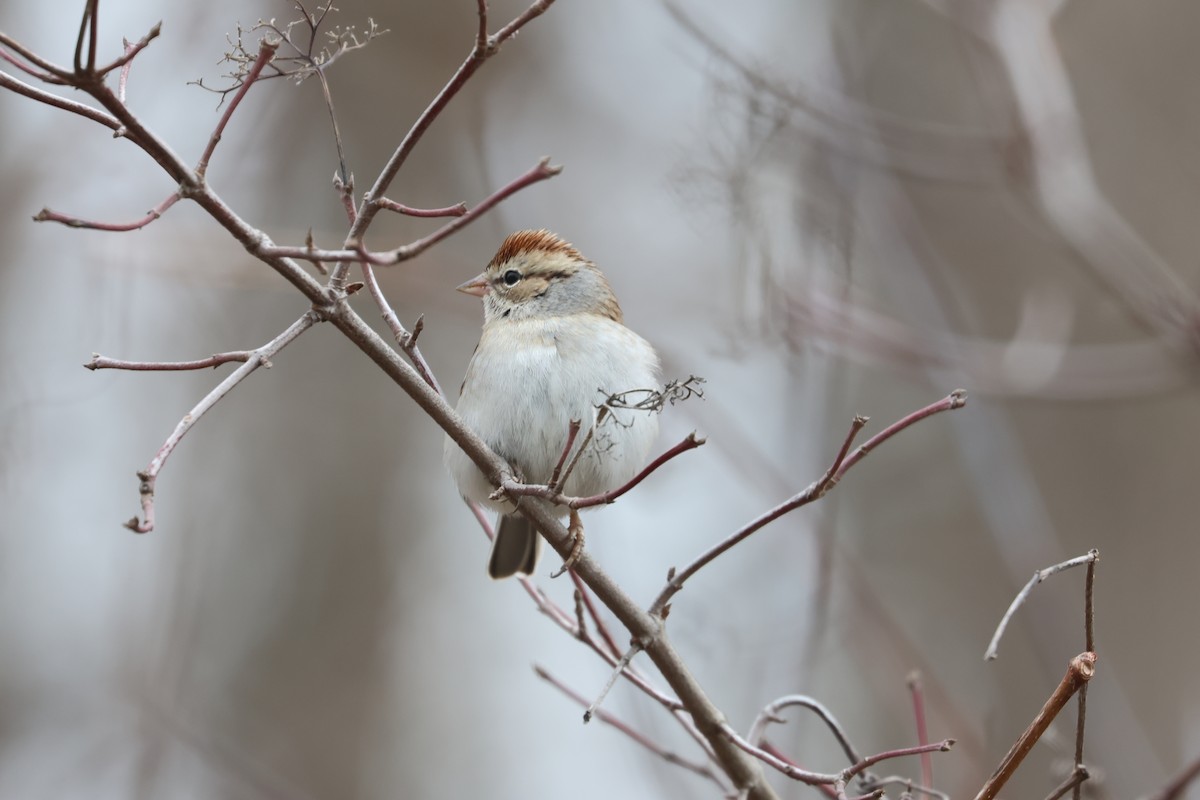 Chipping Sparrow - ML612303033
