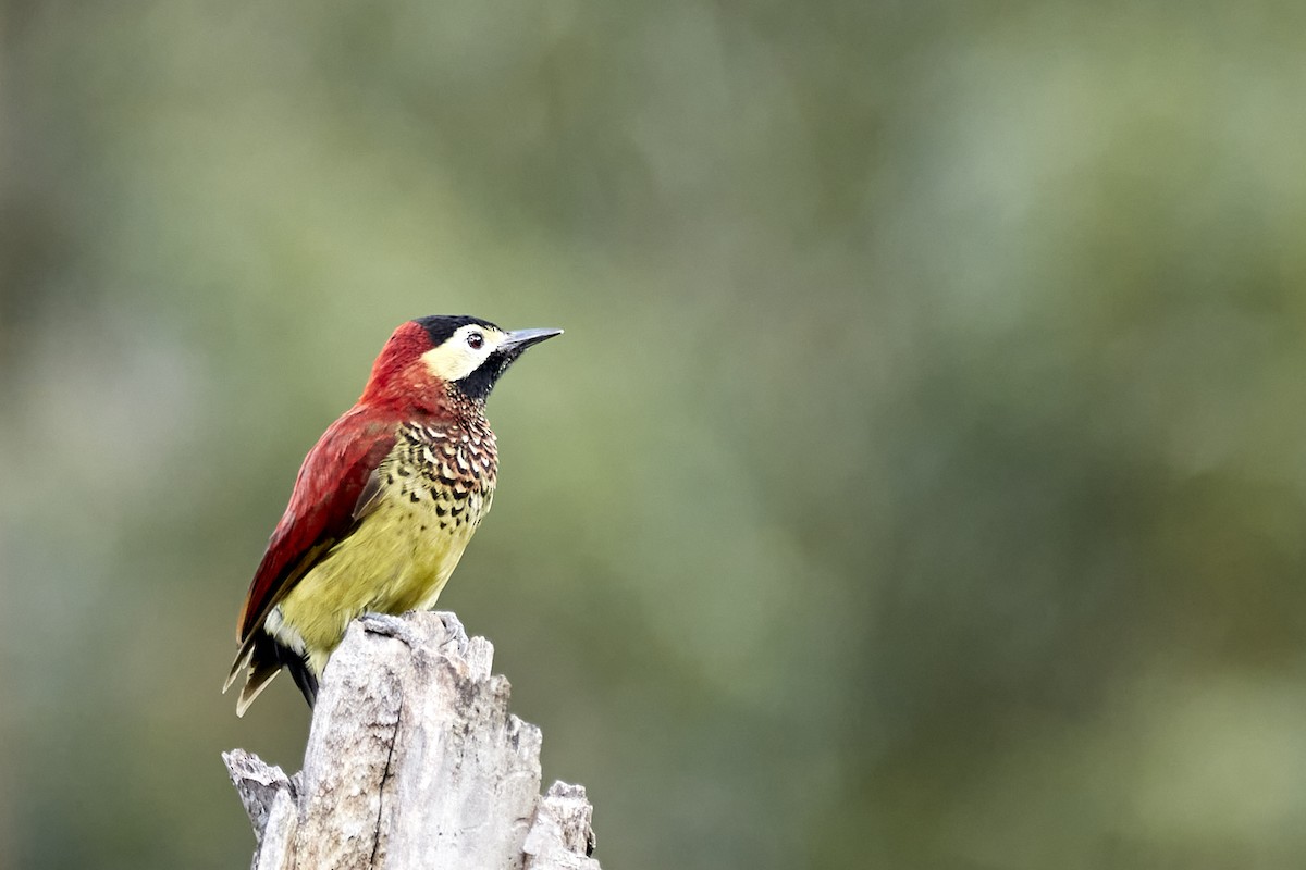 Crimson-mantled Woodpecker - ML612303317