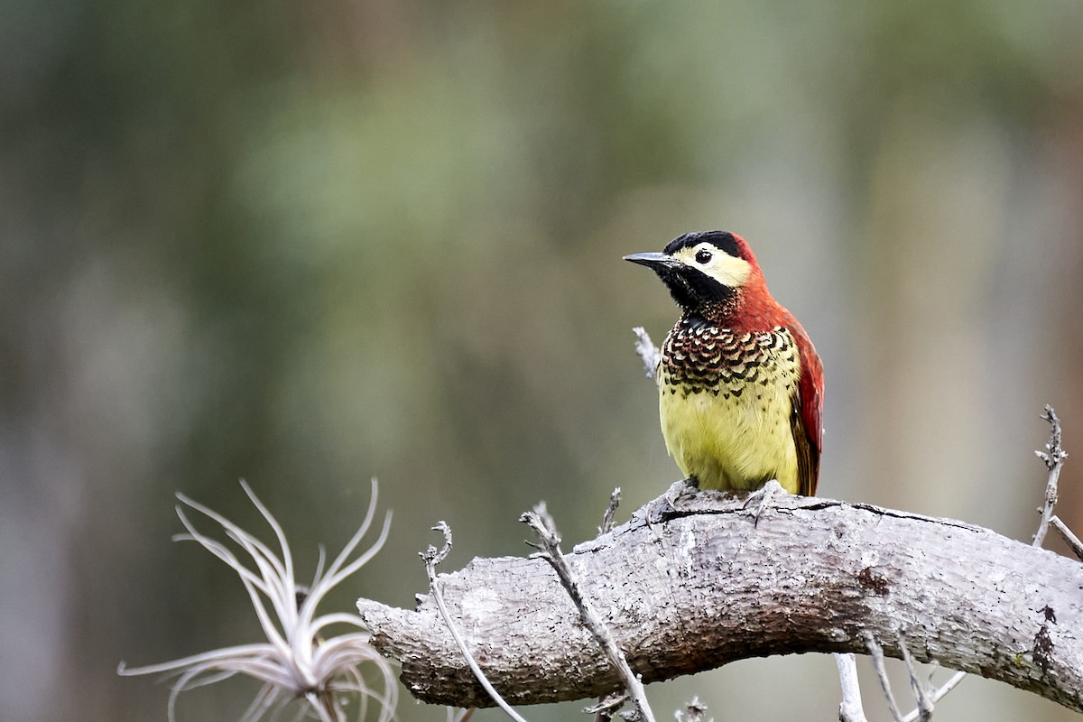 Crimson-mantled Woodpecker - Andrés Gálvez
