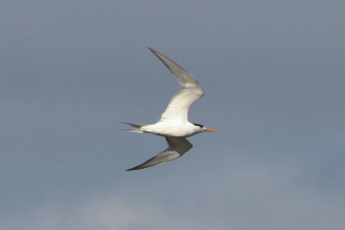 Great Crested Tern - ML612303394