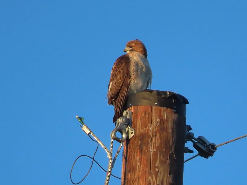 Red-tailed Hawk - ML612303435