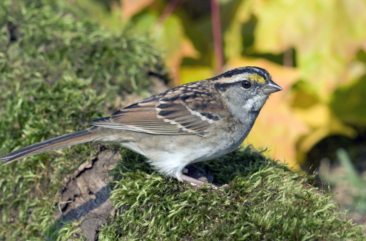 White-throated Sparrow - ML612303590