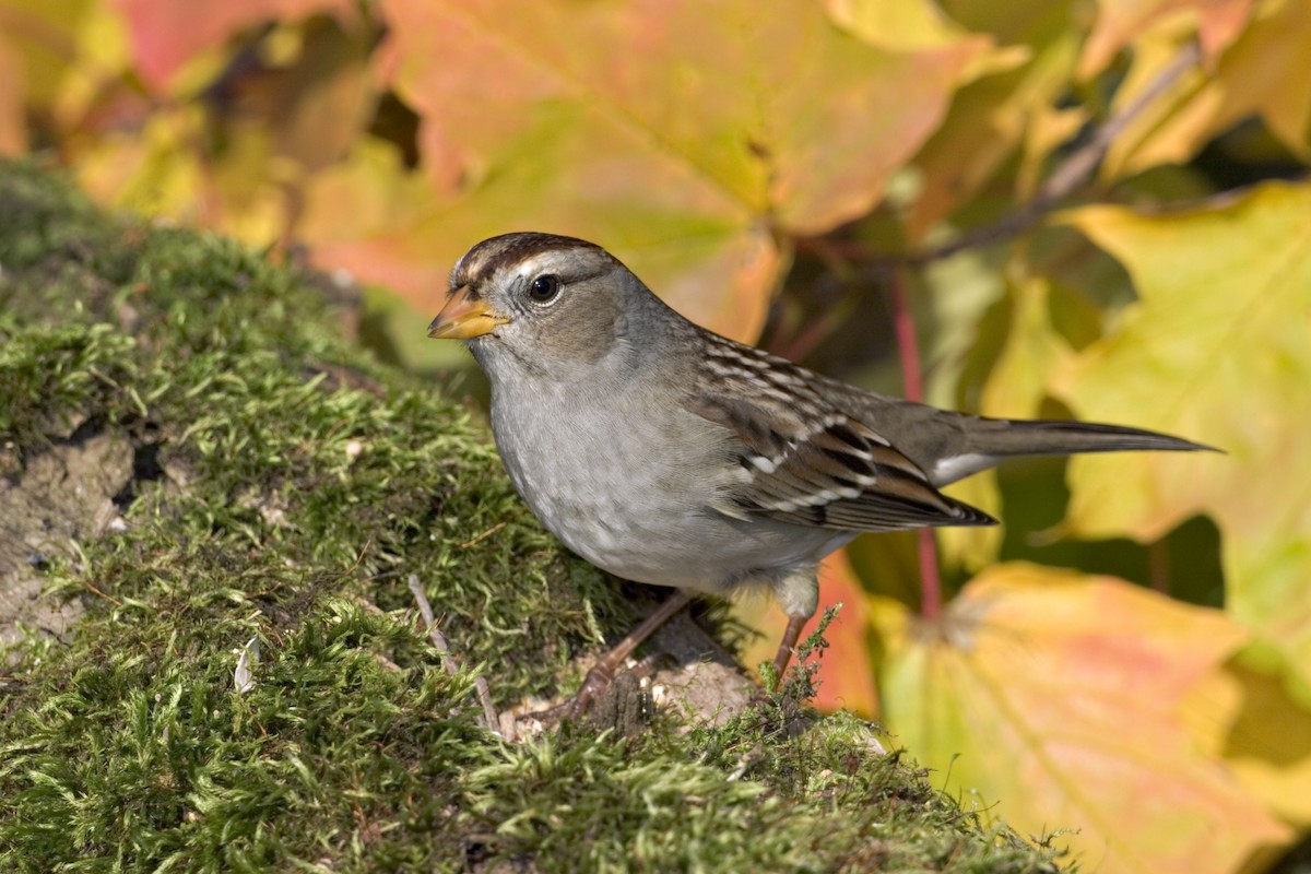 White-crowned Sparrow - ML612303841
