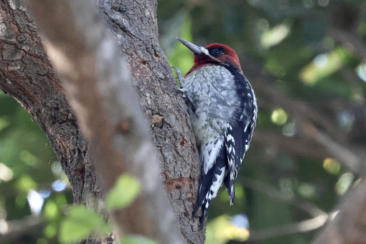Red-breasted Sapsucker - ML612303896