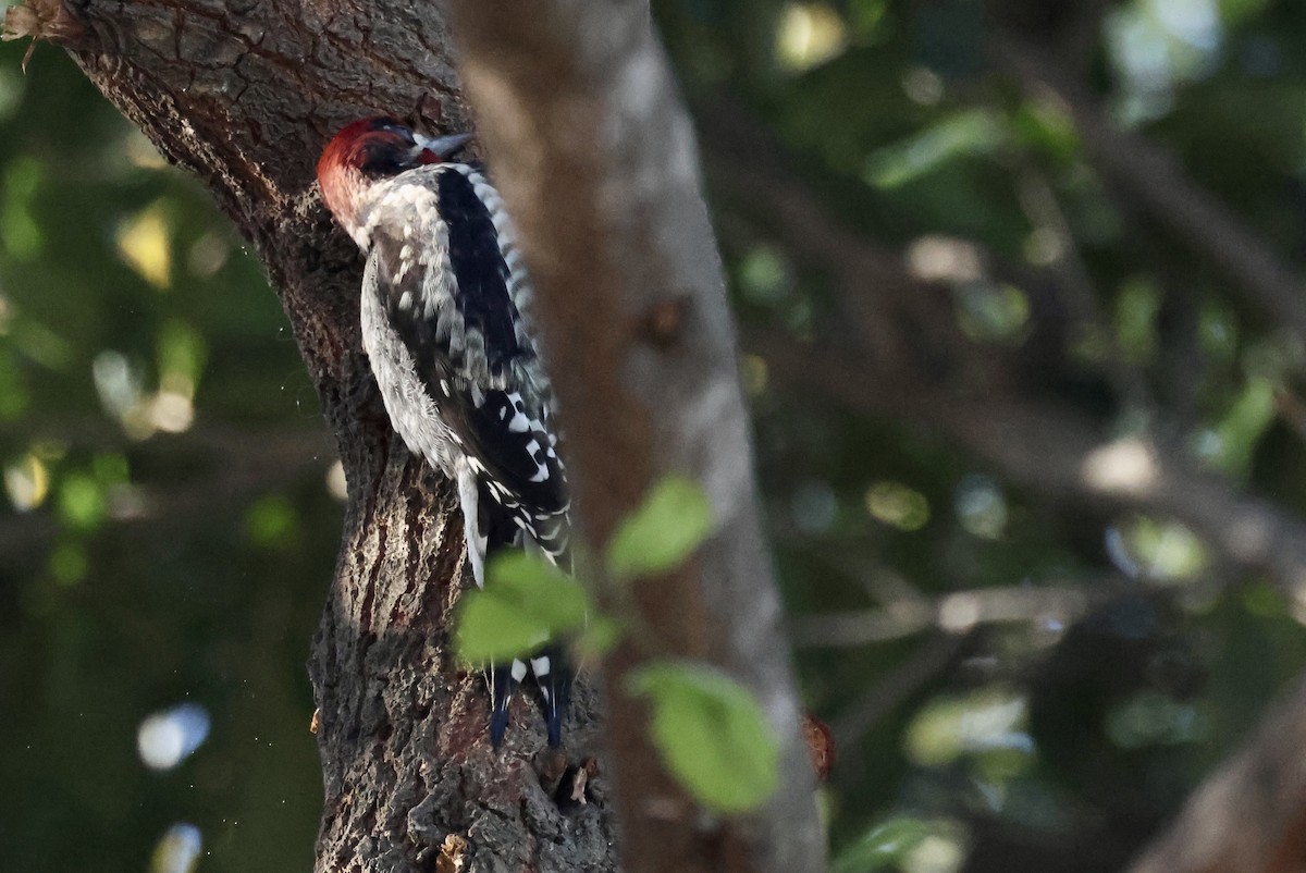 Red-breasted Sapsucker - ML612303897