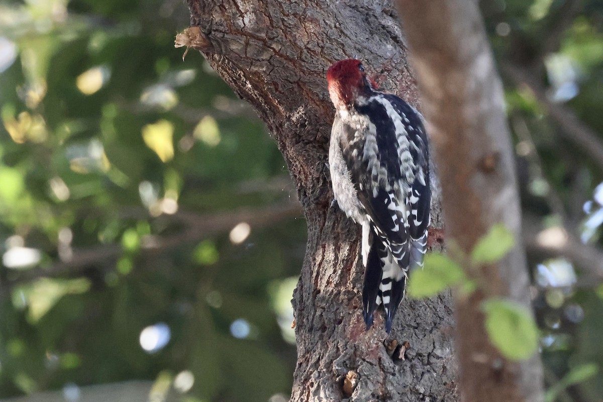 Red-breasted Sapsucker - ML612303898