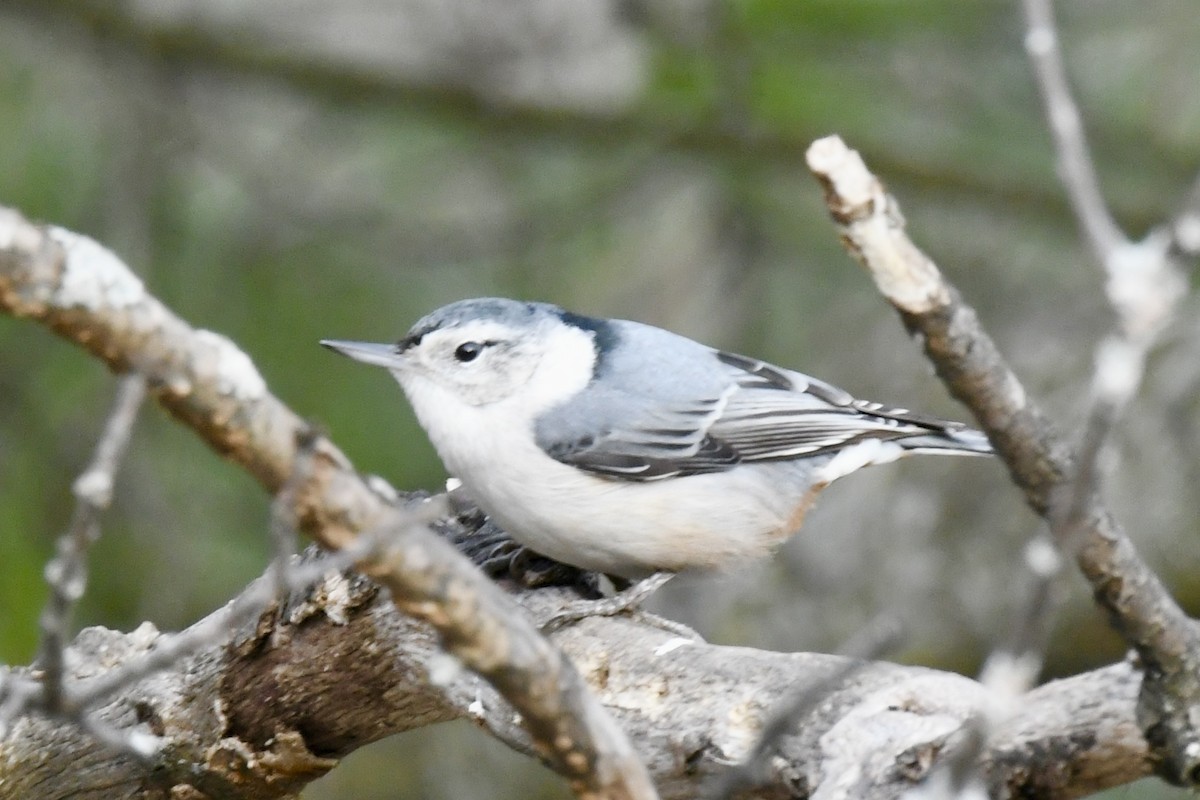 White-breasted Nuthatch - ML612304045