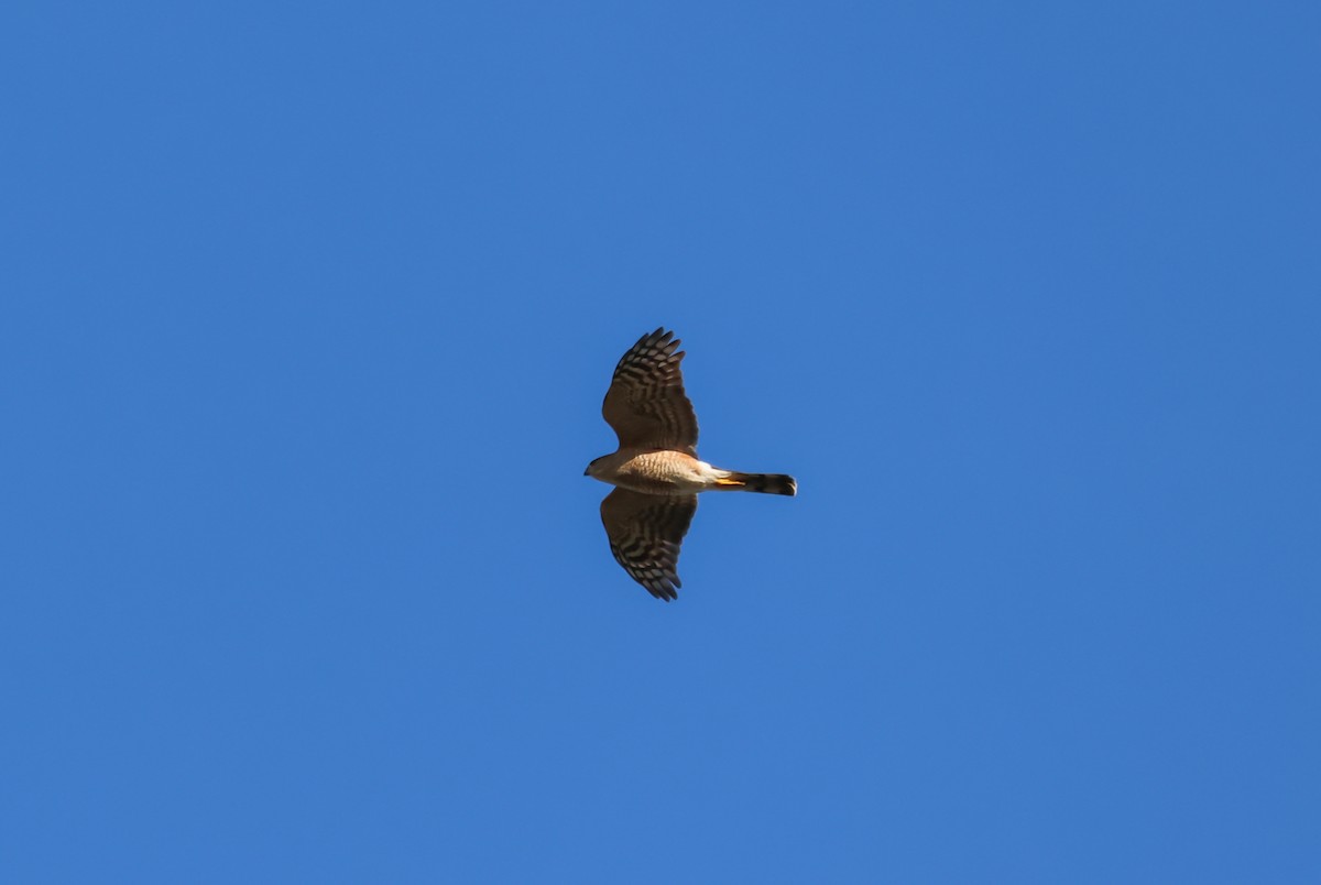 eBird Checklist 15 Dec 2023 Cape Cod Organic Farm 30 species