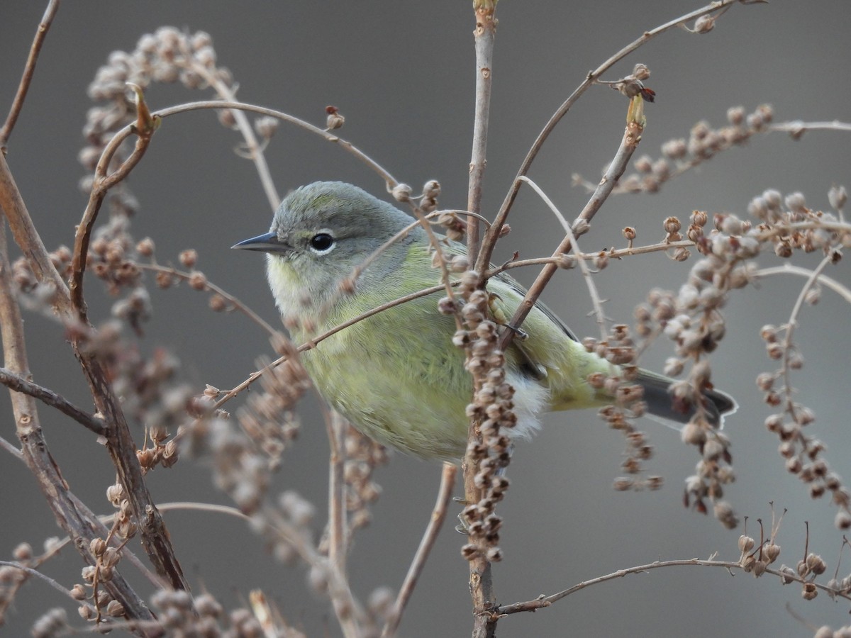 eBird Checklist 16 Dec 2023 Mount Auburn Cemetery 7 species