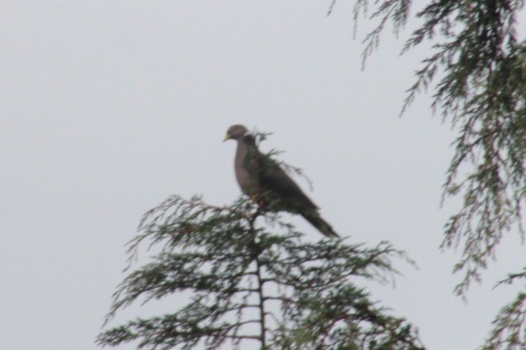 Band-tailed Pigeon - ML612304445