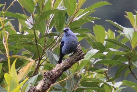 Blue-and-black Tanager - ML612304458