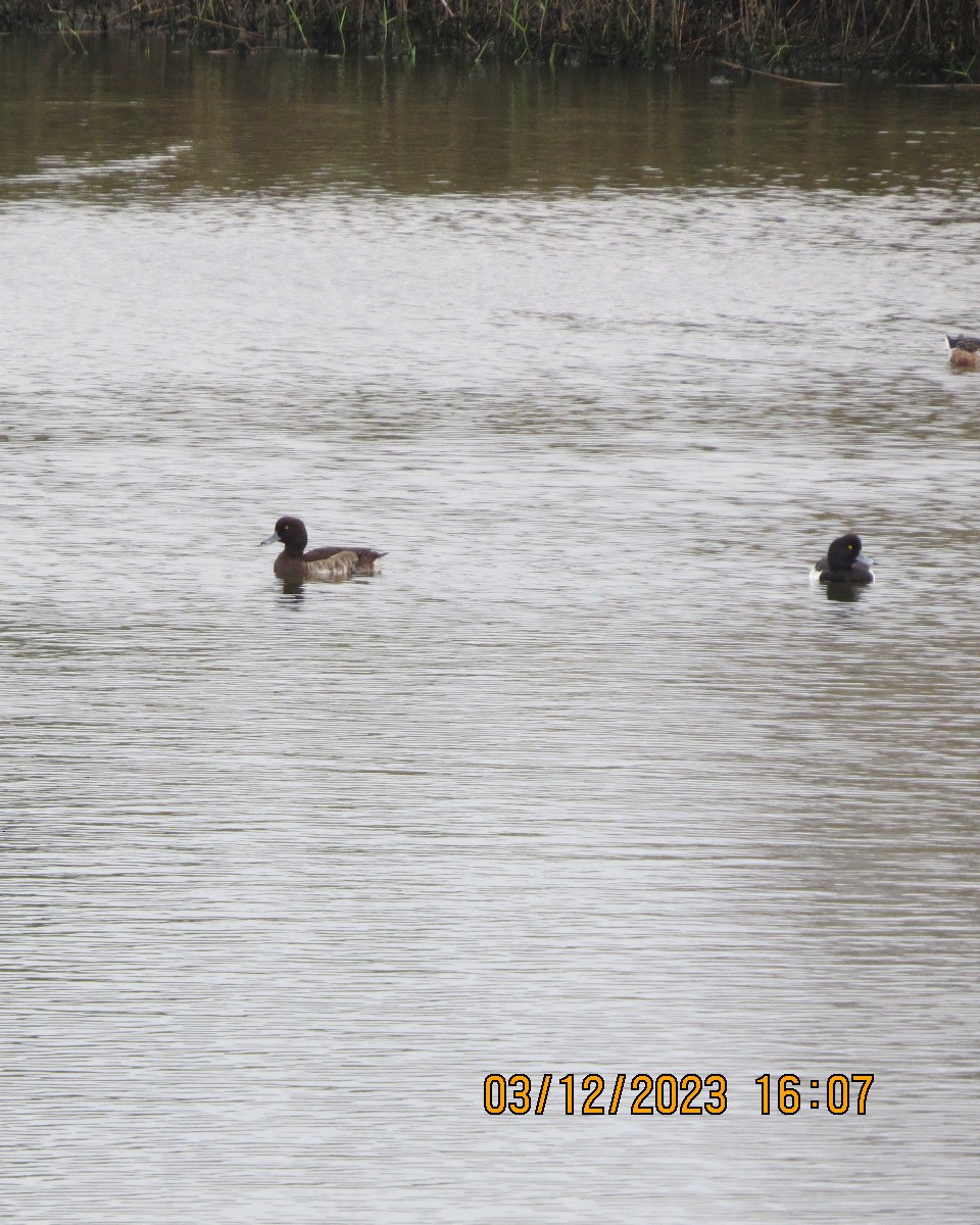Tufted Duck - ML612304494
