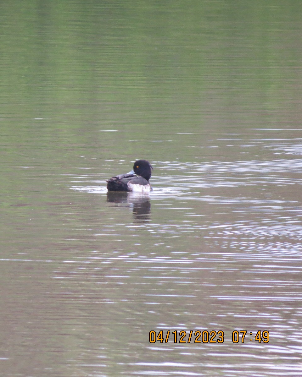 Tufted Duck - ML612305185