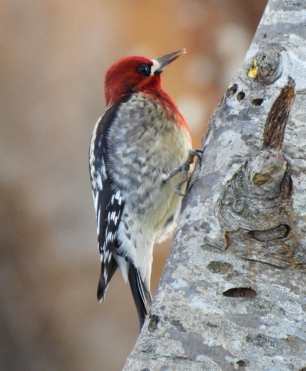 Red-breasted Sapsucker - ML612305266