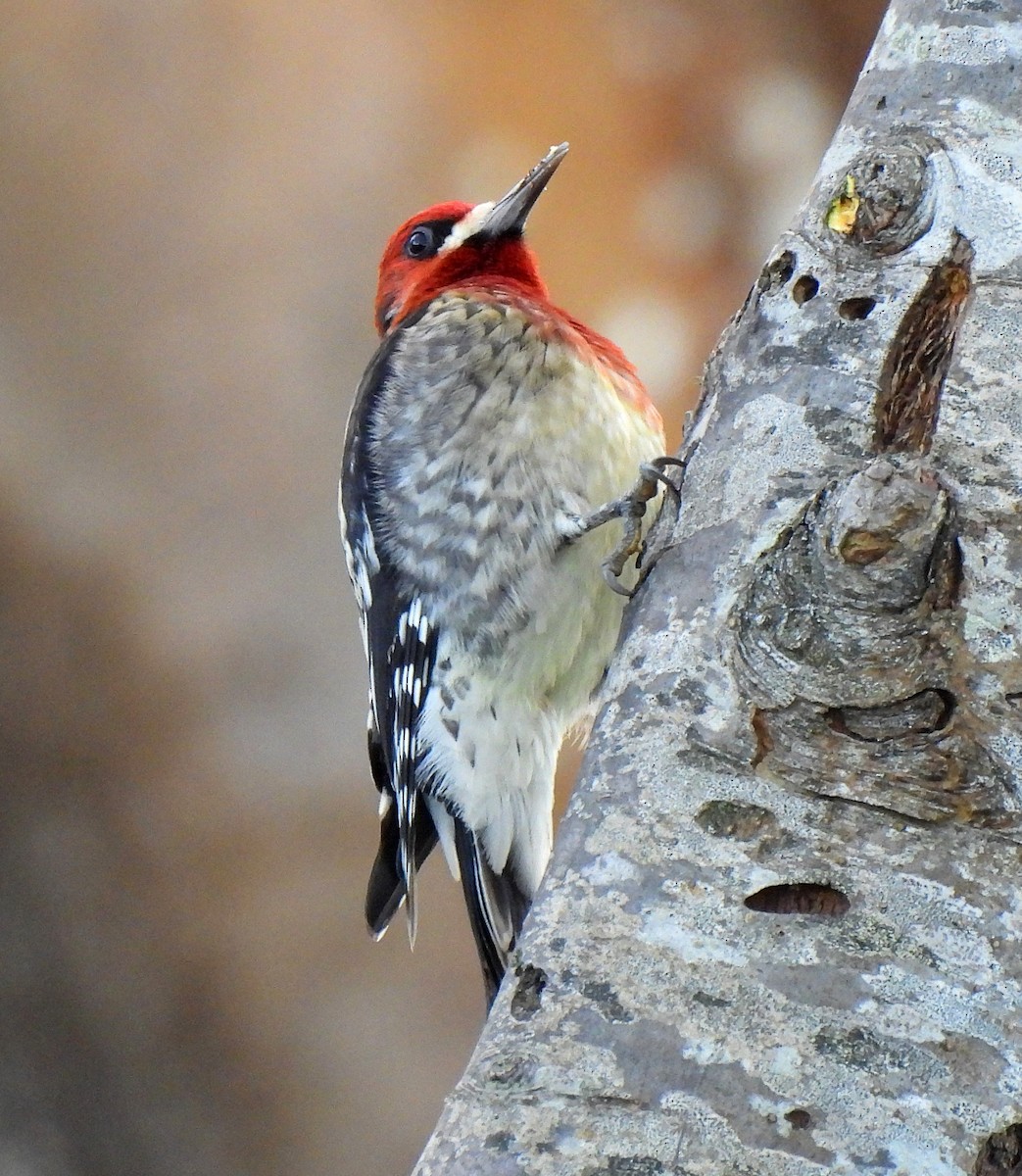 Red-breasted Sapsucker - ML612305304