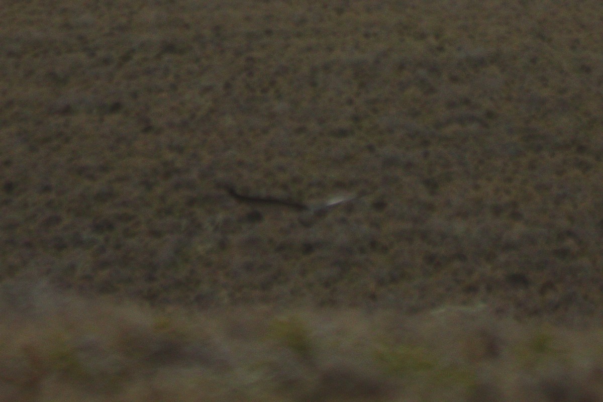 Black-chested Buzzard-Eagle - ML612305396